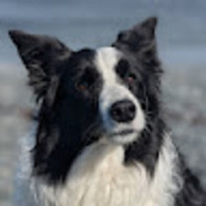 Meet your Posher, Gordon